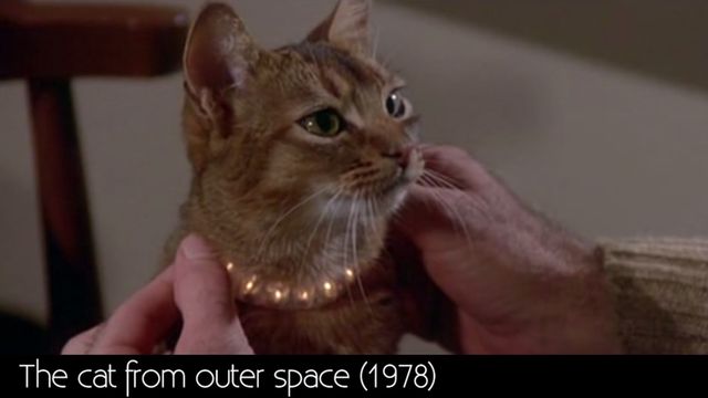 Supercats!: A supercut of cats in movie