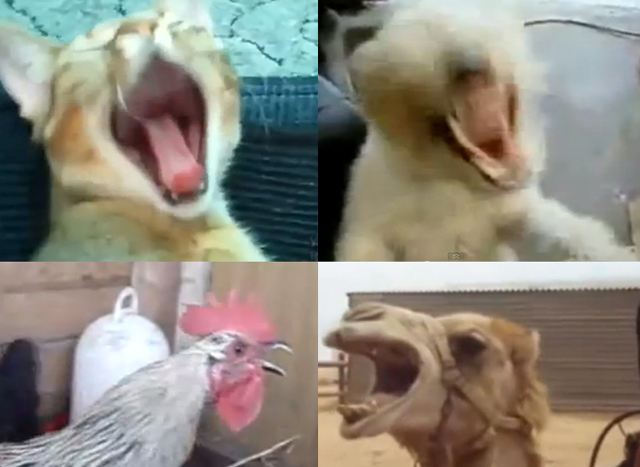 Death Metal animals - moshcam