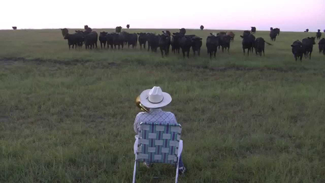 Serenading the cattle with my trombone