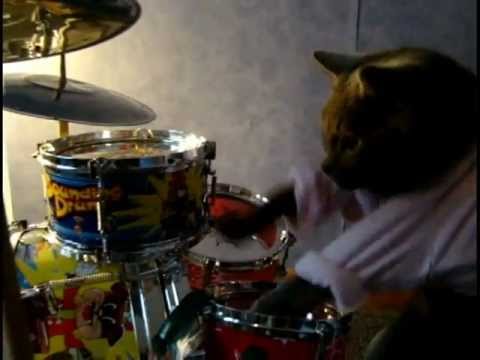 Best drummer cat ever