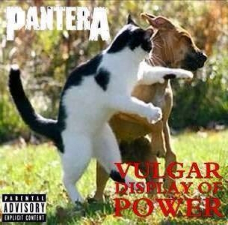 cat & dog : Pantera / Vulgar Display of Power
