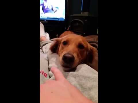 My Dog Is Weirder Than Your Dog