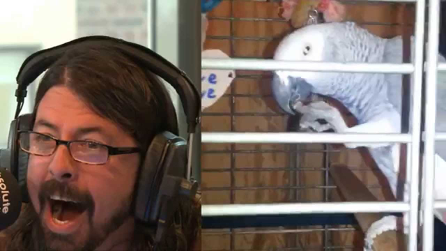 Dave Grohl and The Parrot (split-screen version)