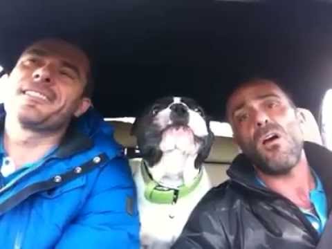 Dog sing You raise me up (long version) bulldog