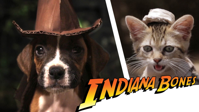 犬のインディ Vs 猫のナチス ドイツ軍 レイダース 失われたアーク 聖櫃 の犬 猫リメイク ショート フィルム Indiana Bones が話題に Amass