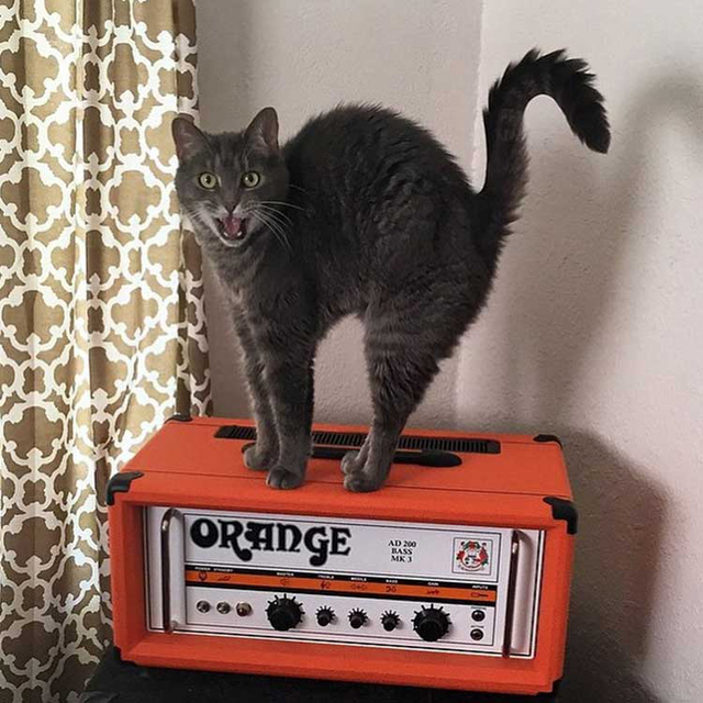 Cats on amps