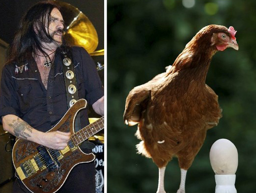 Motorhead and a giant egg-laying chicken