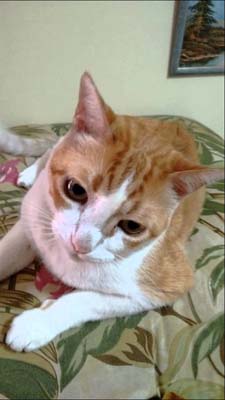 「幸せなら手をたたこう」に合いの手を入れてくれる猫