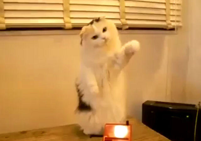 Cat playing a theremin