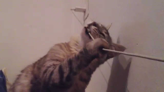 Slap Cat