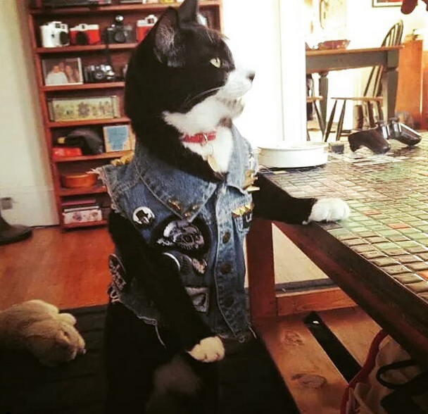 Cats Are Metal