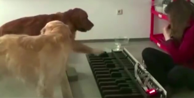 犬2匹によるピアノ連弾