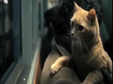 Supercut: Cats In Films (Year Of The Cat)
