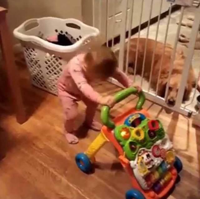 Headbanging Toddler Handles 'Bohemian Rhapsody'