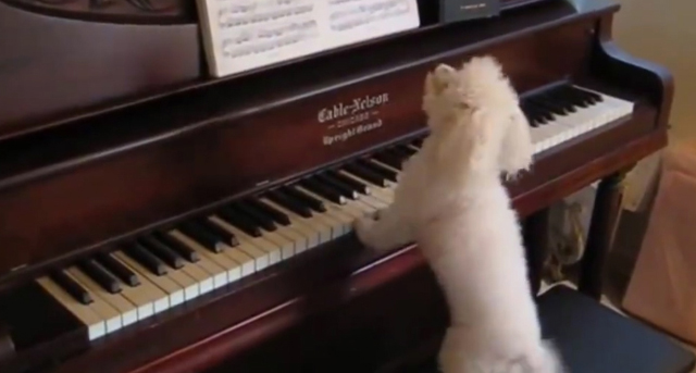 DOG PLAYS PIANO