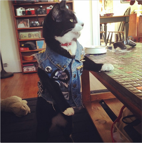 Animals in Punk Vests