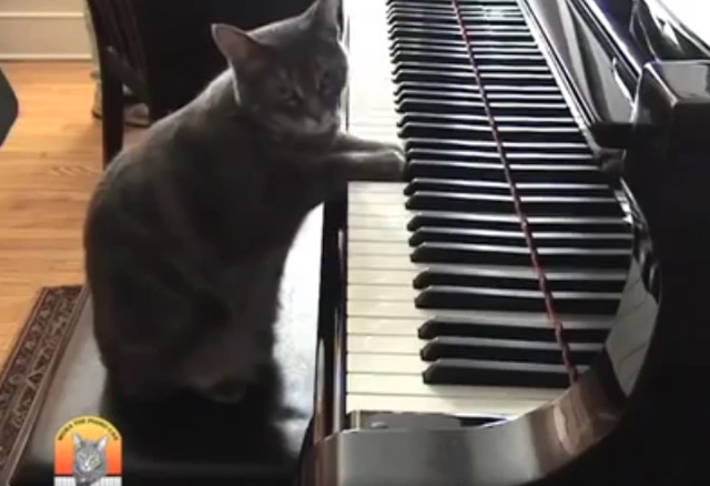 Piano Cat - Meowton Feldman