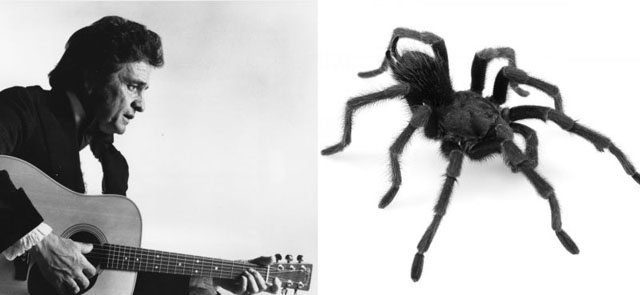 Johnny Cash and Aphonopelma johnnycashi