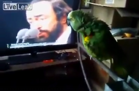 Parrot is singing with Pavarot