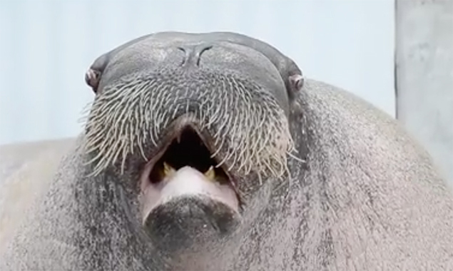 walrus - Point Defiance Zoo & Aquarium