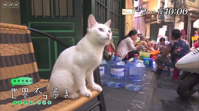 NHK BSプレミアム『岩合光昭の世界ネコ歩き「ベトナム・ハノイ」』