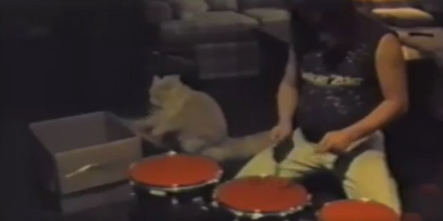 cat & human Drum Battle
