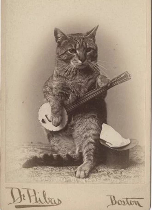 cat - Animals Playing Musical Instruments as People