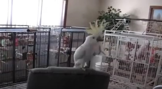 cockatoo would be dancing to Another One Bites the Dust