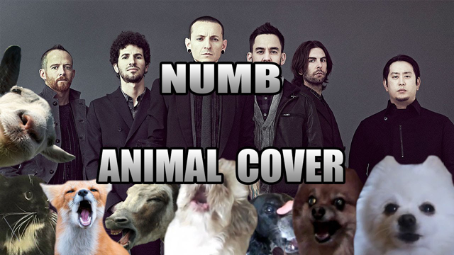 Linkin Park - Numb (Animal Cover) - Insane Cherry