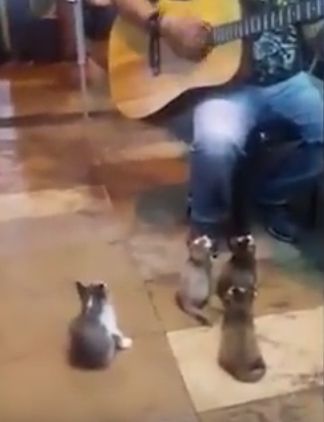 FOUR TINY KITTENS SAT LISTENING TO A STREET BUSKER