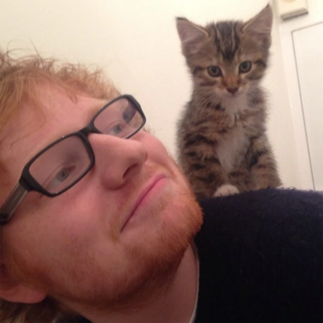 Ed Sheeran and kitten