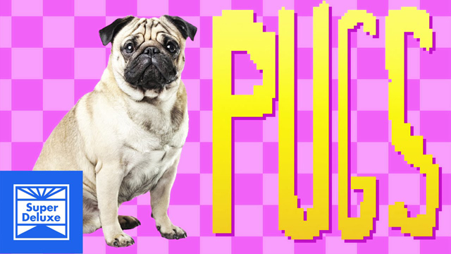 Pug Song - Super Deluxe