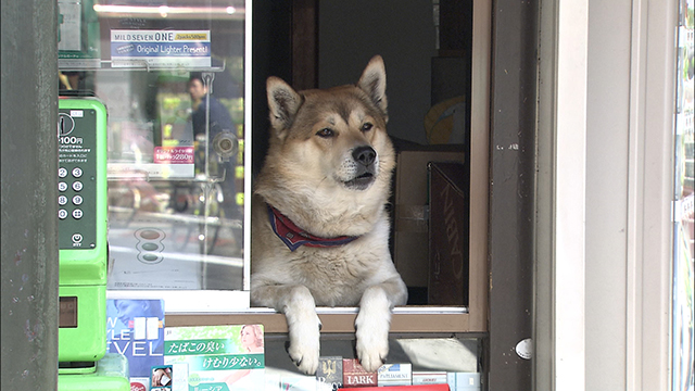 NHK『決定版　いぬ大百科』
