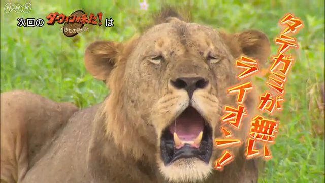 タテガミがないライオンの生態に迫る Nhk総合 ダーウィンが来た 常識はずれ タテガミを捨てたライオン 6月12日放送 Amass