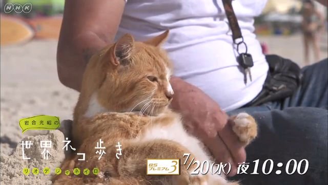 NHK BSプレミアム『岩合光昭の世界ネコ歩き「リオデジャネイロ」』