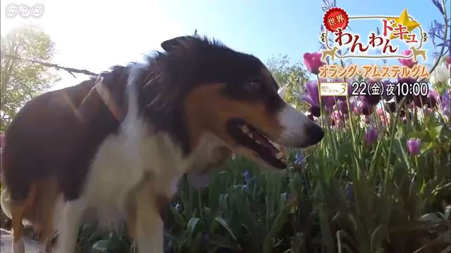 NHK BSプレミアム『世界わんわんドキュ☆「オランダ・アムステルダムのわんこたち」』
