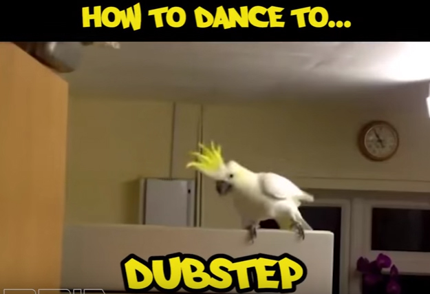 EDM dance styles w dancing birds...
