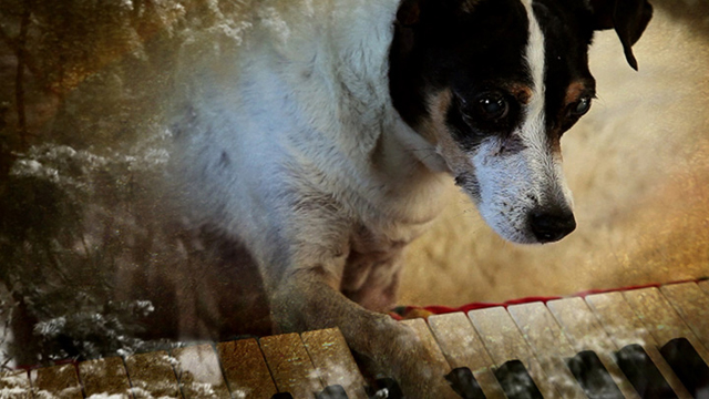 『ハート・オブ・ドッグ　〜犬が教えてくれた人生の練習〜』　©2015 Canal Street Communications, Inc