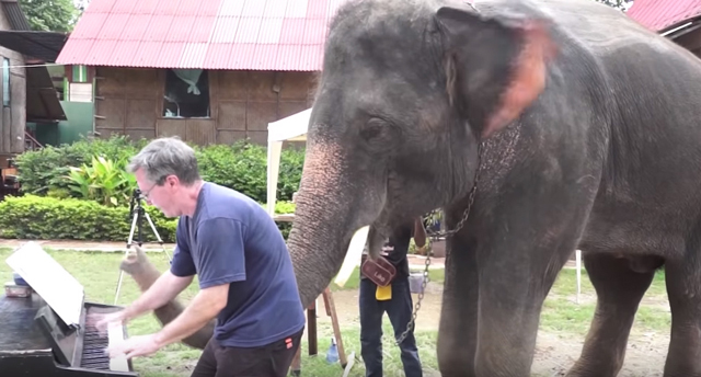 Paul Barton - Piano Duet with Peter the Elephant - Thailand