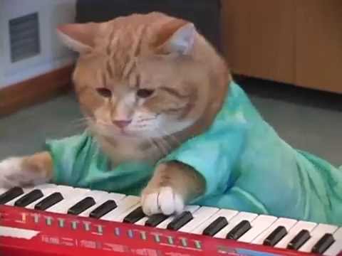 Keyboard Cat REINCARNATED!