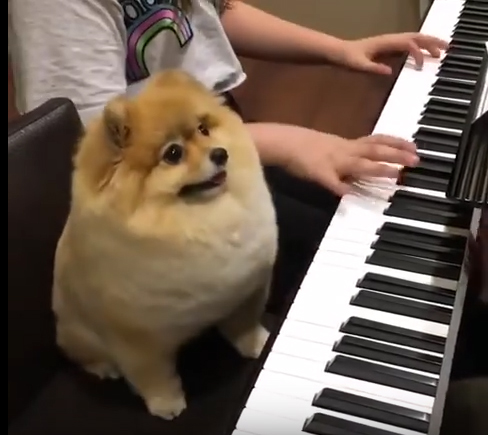 Shila the Pomeranian dog plays Piano.