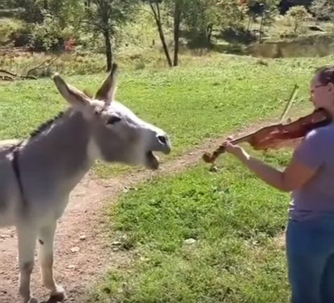 Donkey incredibly sings along to violin performance