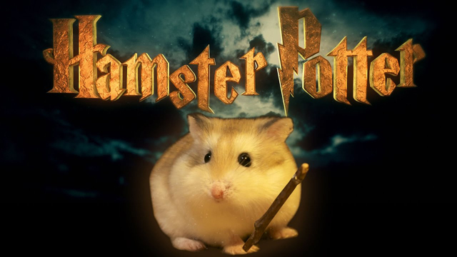 Hamster Potter - 'Harry Potter' with Hamsters - Mashable Watercooler