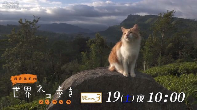 NHK『岩合光昭の世界ネコ歩き「スリランカ」』