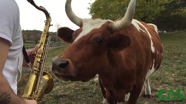 Cows Listening to Saxophone