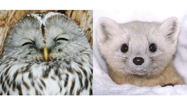 NHK『今年も年末は　もふもふスペシャル』