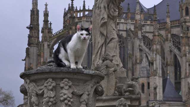NHK『岩合光昭の世界ネコ歩き「チェコ」』