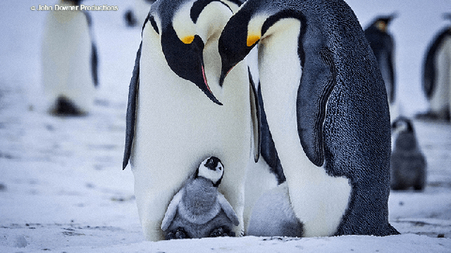 NHK『南極ペンギン物語〜スノウ 誕生から旅立ちまで〜』