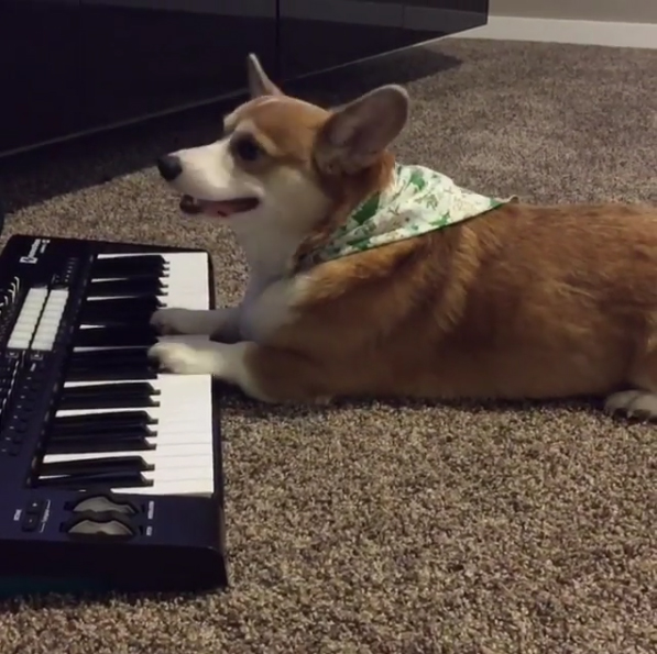 Corgi Playing Keyboard