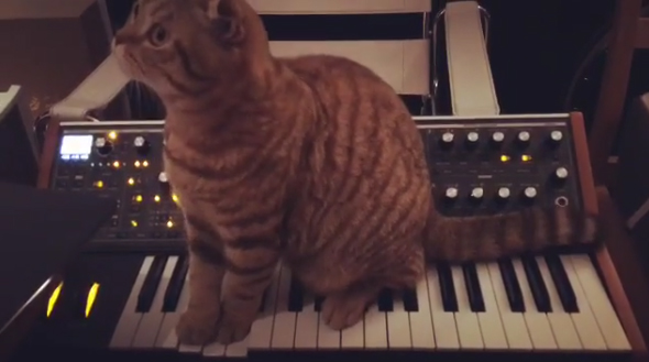 cat on a moog